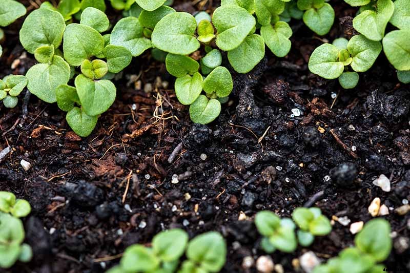 How to Grow Flavorful Greek Oregano