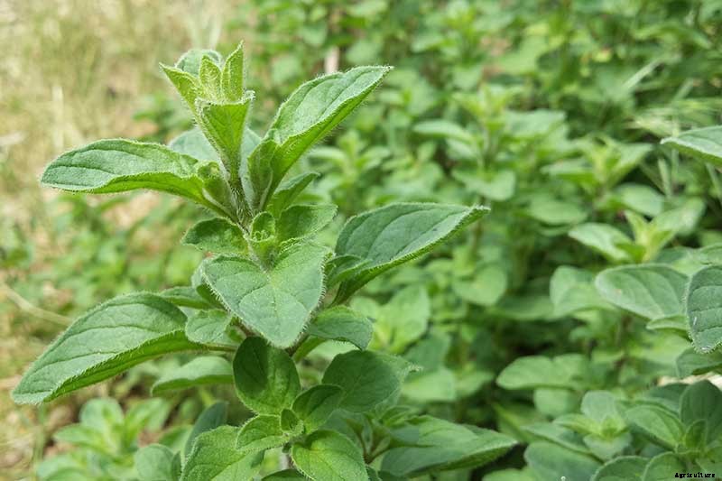 How to Grow Flavorful Greek Oregano