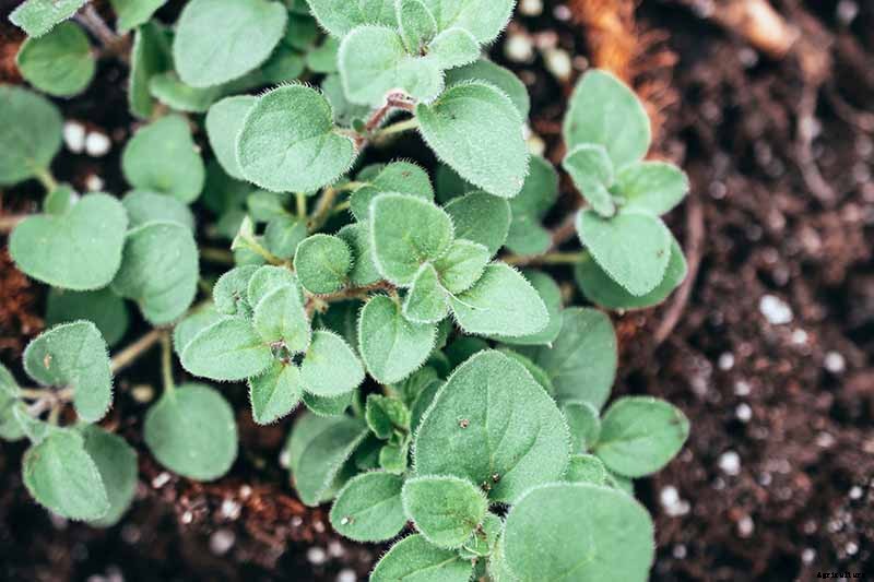 How to Grow Flavorful Greek Oregano