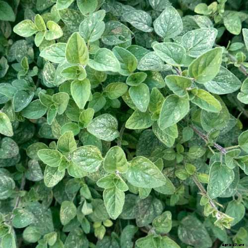 How to Grow Flavorful Greek Oregano