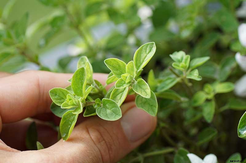 How to Grow Flavorful Greek Oregano