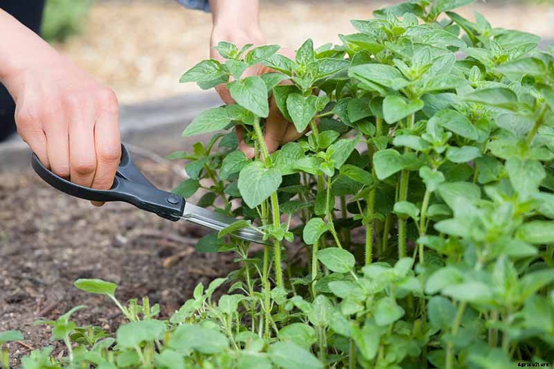 How to Grow Flavorful Greek Oregano