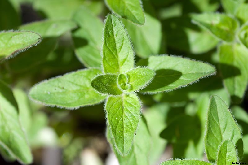How to Grow Flavorful Greek Oregano
