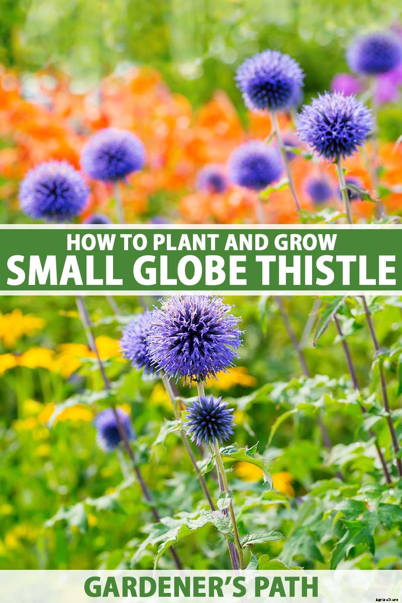How to Grow and Care for Small Globe Thistle