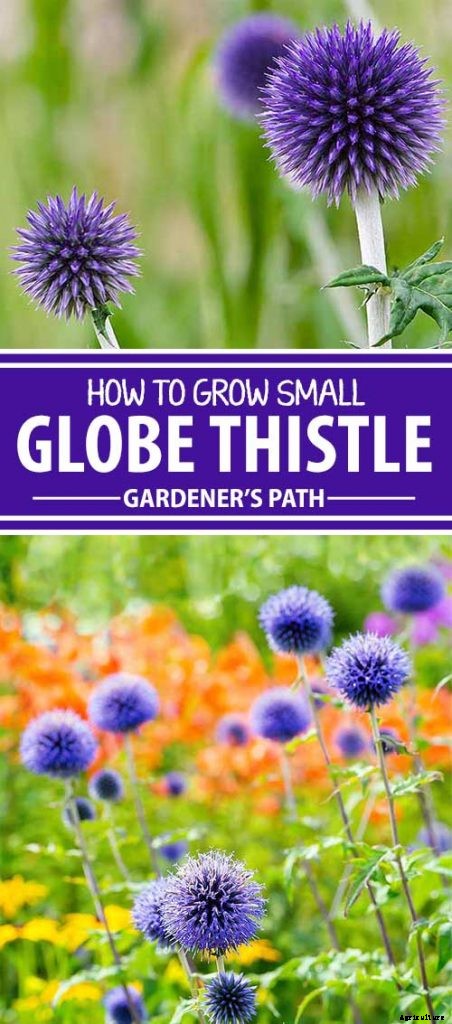 How to Grow and Care for Small Globe Thistle