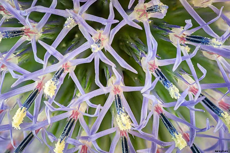 How to Grow and Care for Small Globe Thistle