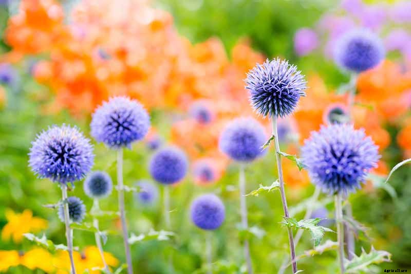 How to Grow and Care for Small Globe Thistle