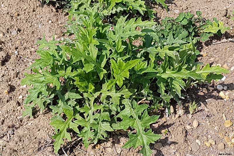 How to Grow and Care for Small Globe Thistle