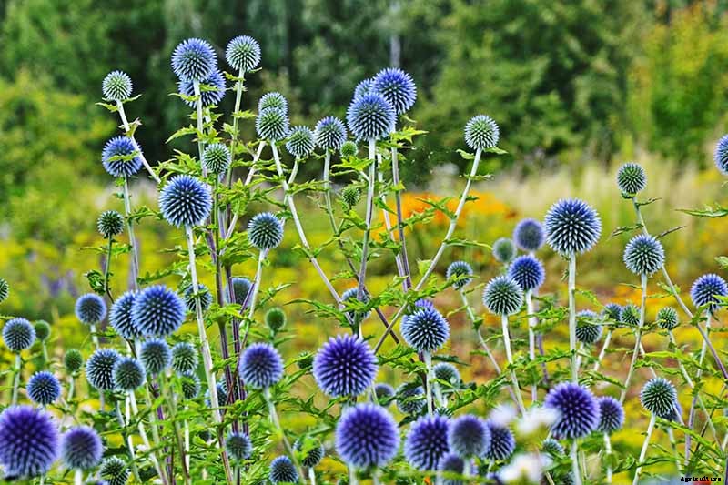 How to Grow and Care for Small Globe Thistle
