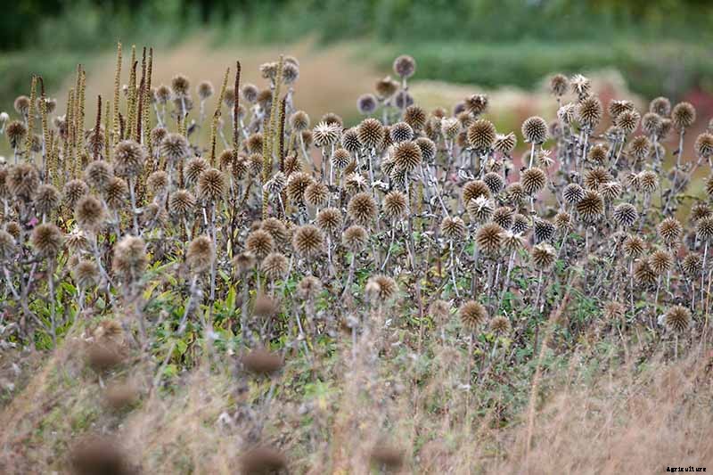 How to Grow and Care for Small Globe Thistle