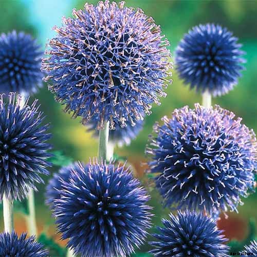 How to Grow and Care for Small Globe Thistle