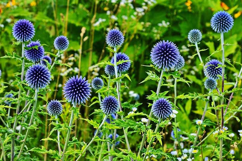 How to Grow and Care for Small Globe Thistle