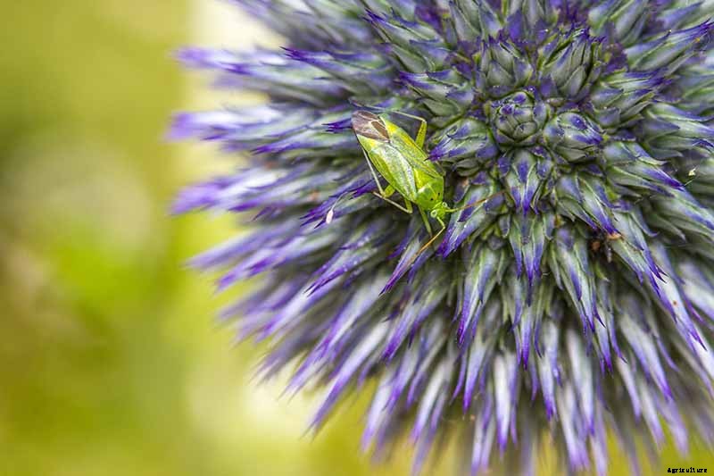 How to Grow and Care for Small Globe Thistle