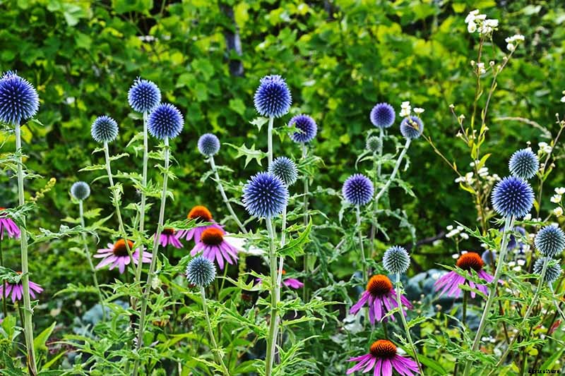 How to Grow and Care for Small Globe Thistle