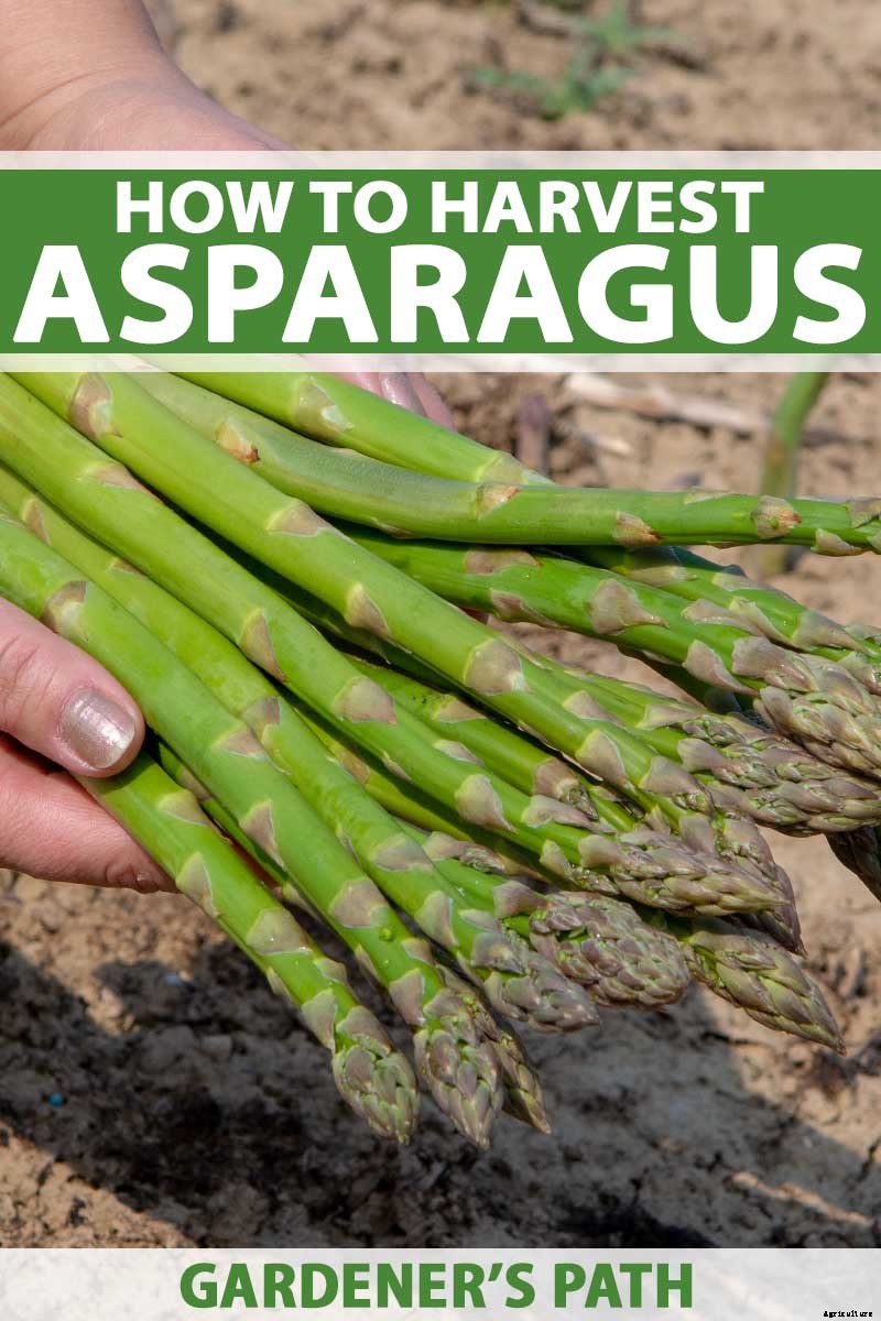When and How to Harvest Asparagus