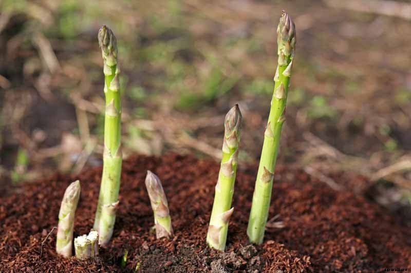 When and How to Harvest Asparagus