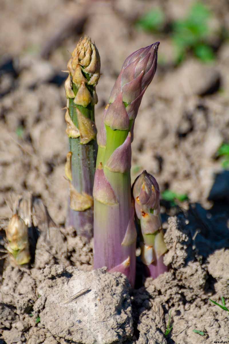 When and How to Harvest Asparagus