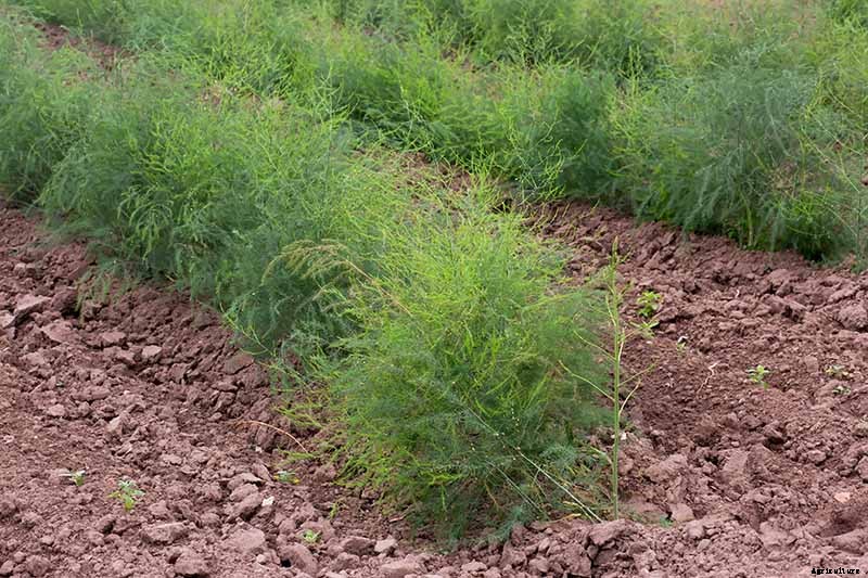 When and How to Harvest Asparagus
