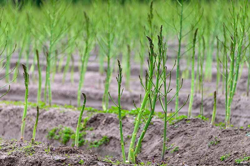 When and How to Harvest Asparagus