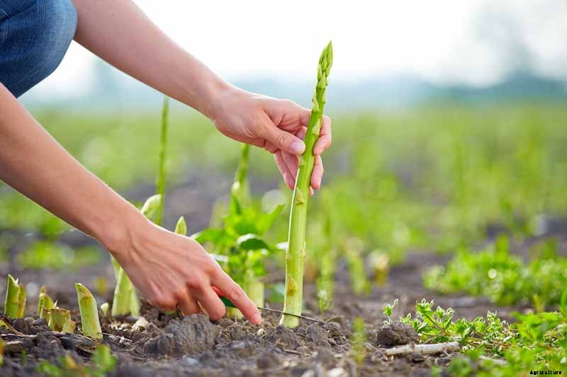 When and How to Harvest Asparagus