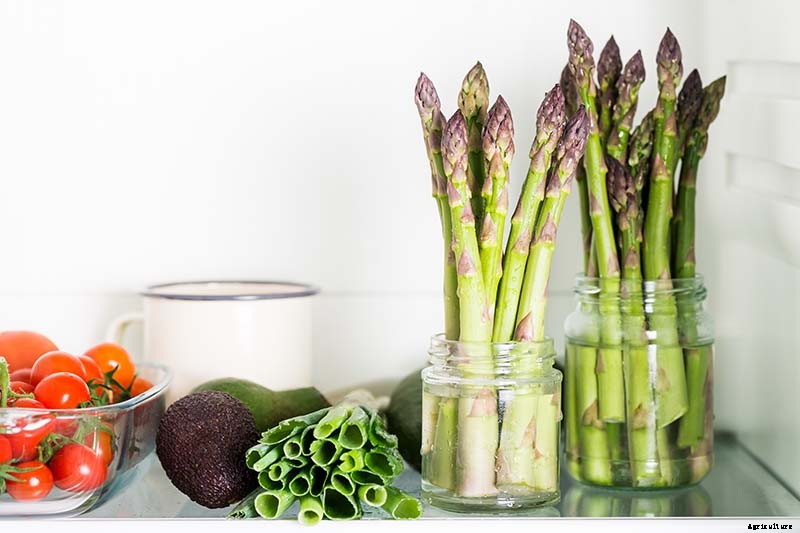 When and How to Harvest Asparagus