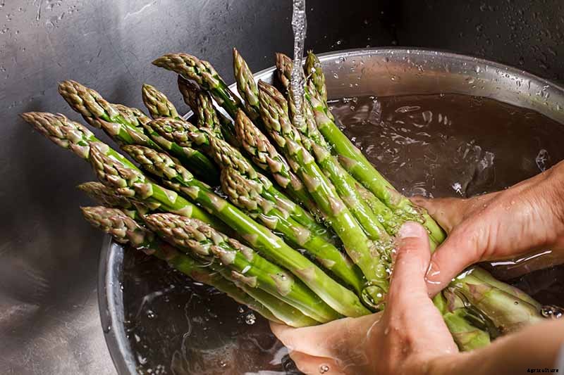 When and How to Harvest Asparagus