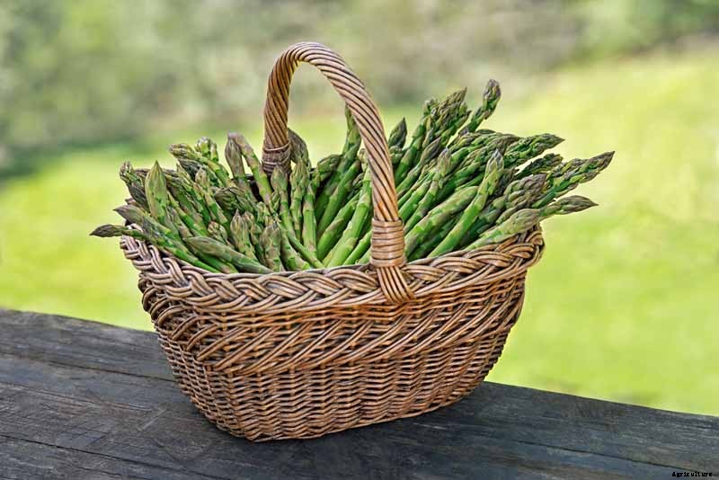 When and How to Harvest Asparagus