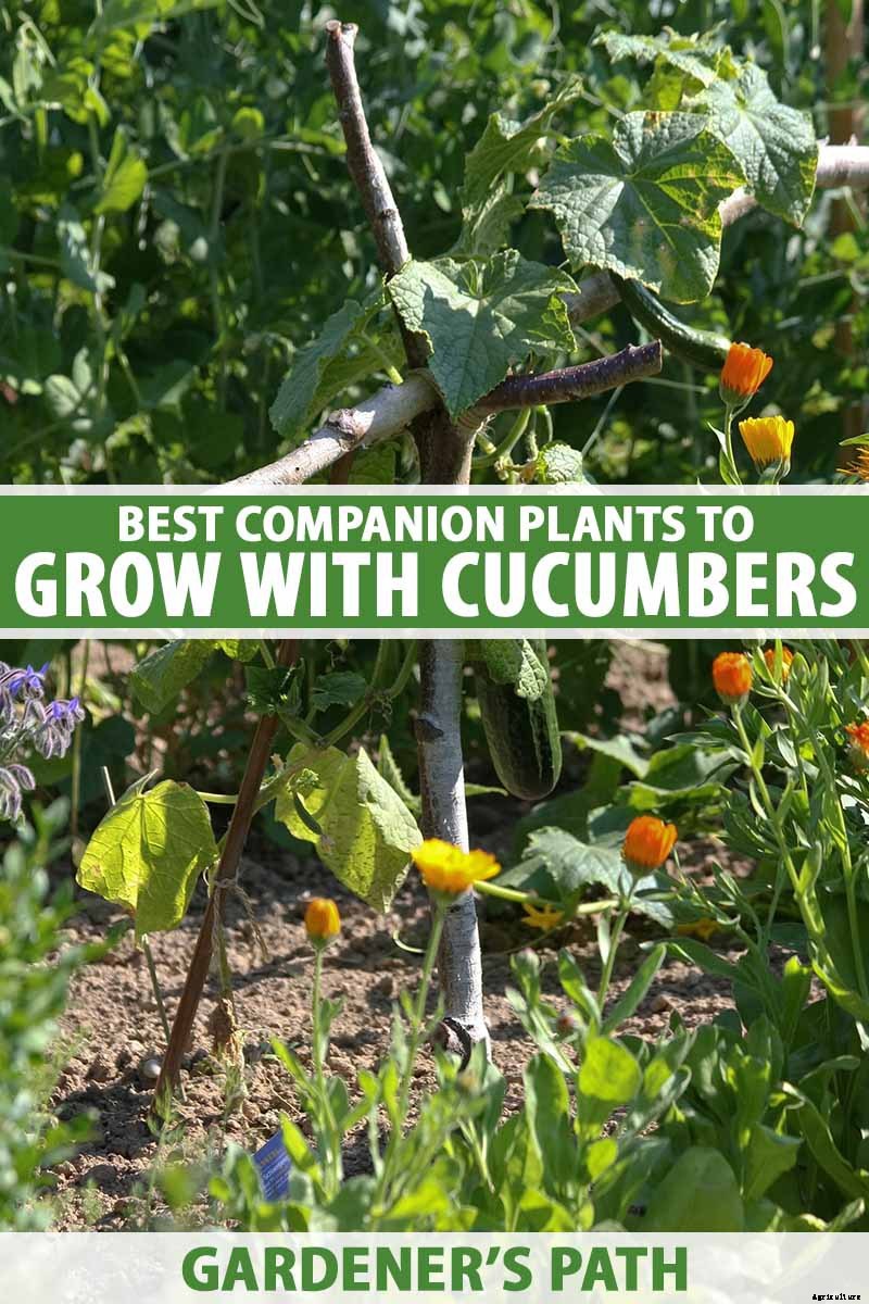 BFFs and Enemies: The Best and Worst Cucumber Companion Plants