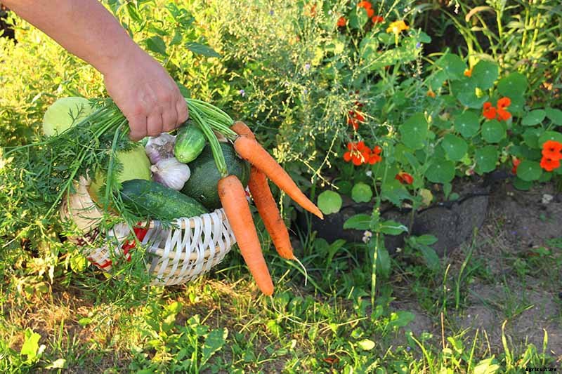 BFFs and Enemies: The Best and Worst Cucumber Companion Plants