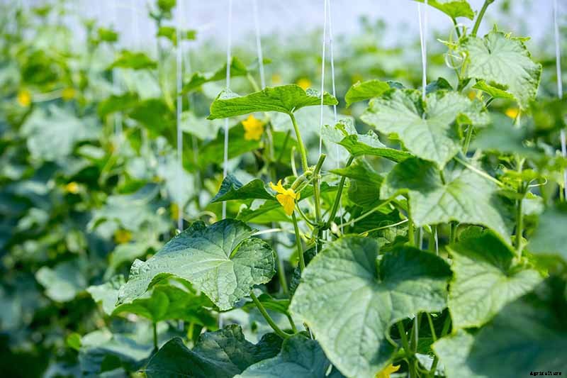 BFFs and Enemies: The Best and Worst Cucumber Companion Plants