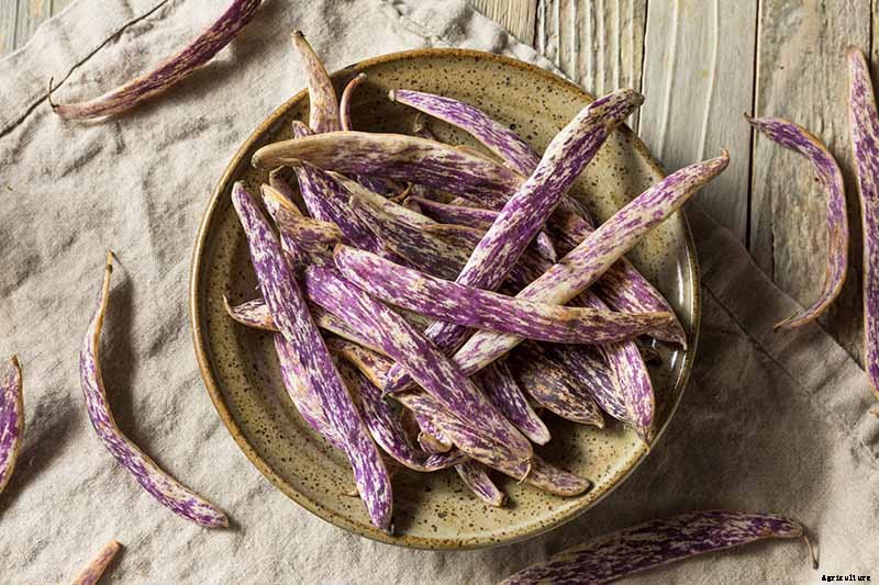 BFFs and Enemies: The Best and Worst Cucumber Companion Plants