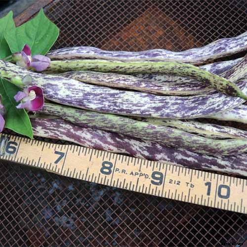 BFFs and Enemies: The Best and Worst Cucumber Companion Plants