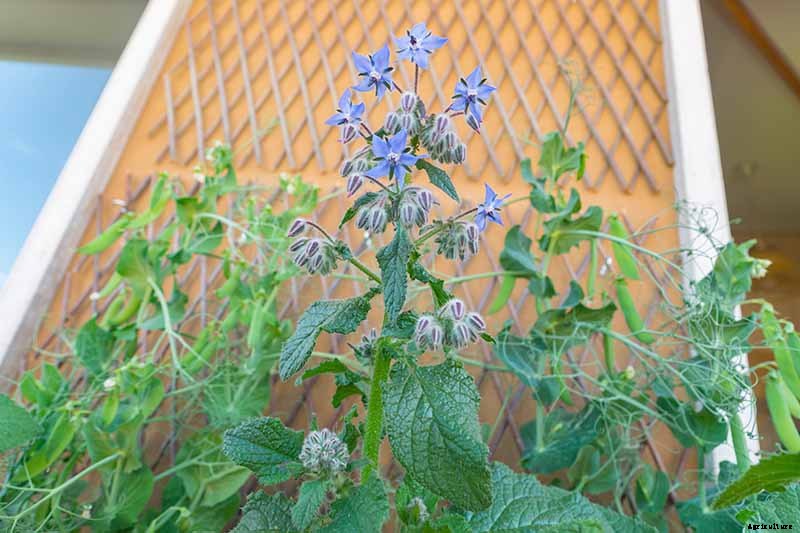 BFFs and Enemies: The Best and Worst Cucumber Companion Plants