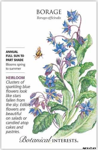 BFFs and Enemies: The Best and Worst Cucumber Companion Plants