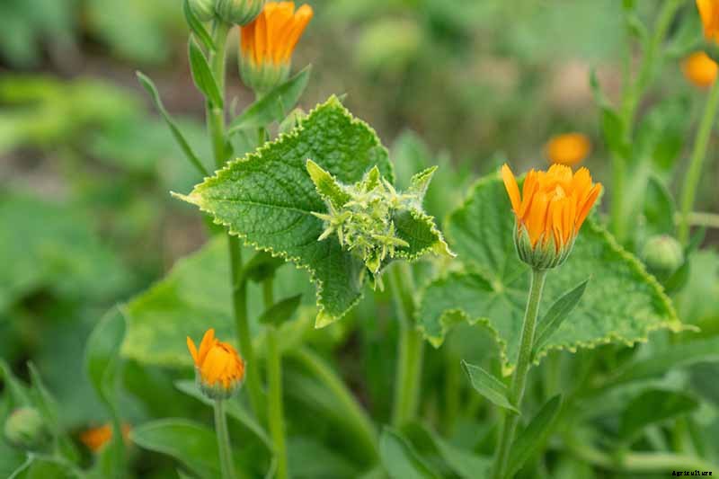 BFFs and Enemies: The Best and Worst Cucumber Companion Plants
