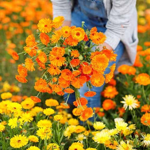 BFFs and Enemies: The Best and Worst Cucumber Companion Plants