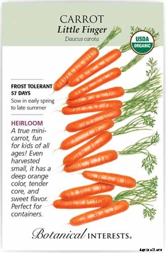 BFFs and Enemies: The Best and Worst Cucumber Companion Plants