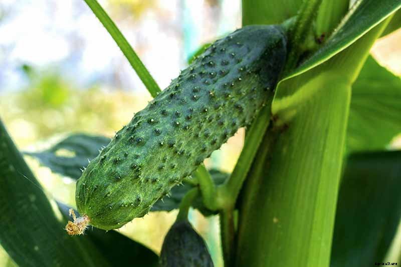 BFFs and Enemies: The Best and Worst Cucumber Companion Plants