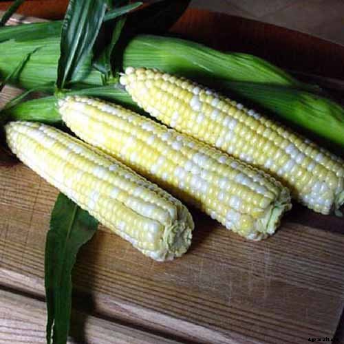 BFFs and Enemies: The Best and Worst Cucumber Companion Plants