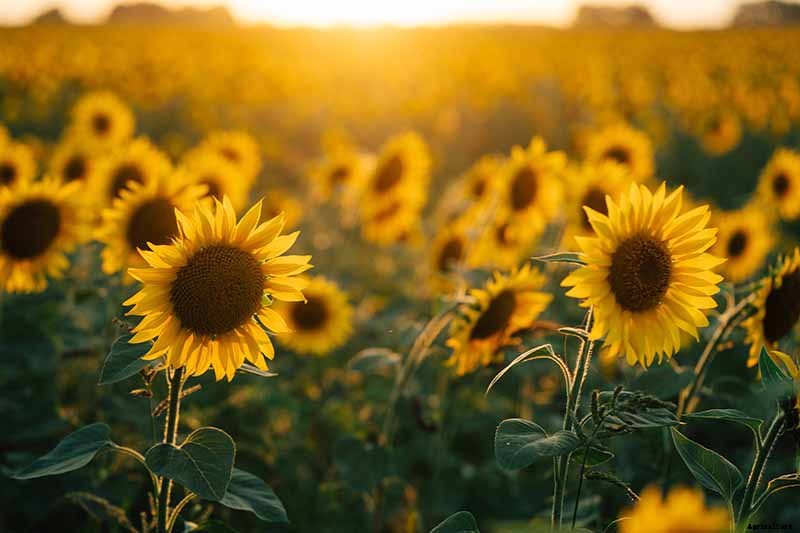 BFFs and Enemies: The Best and Worst Cucumber Companion Plants