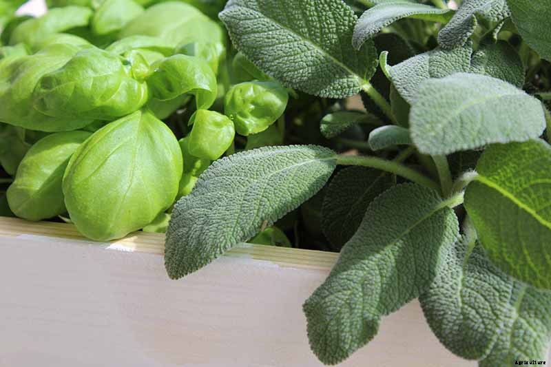 BFFs and Enemies: The Best and Worst Cucumber Companion Plants