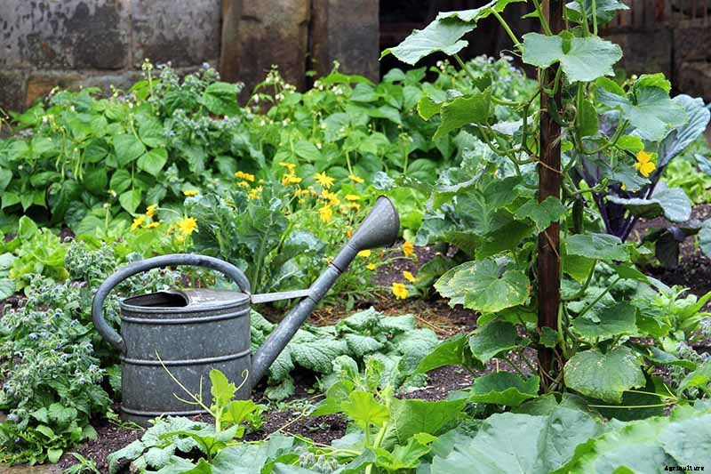BFFs and Enemies: The Best and Worst Cucumber Companion Plants