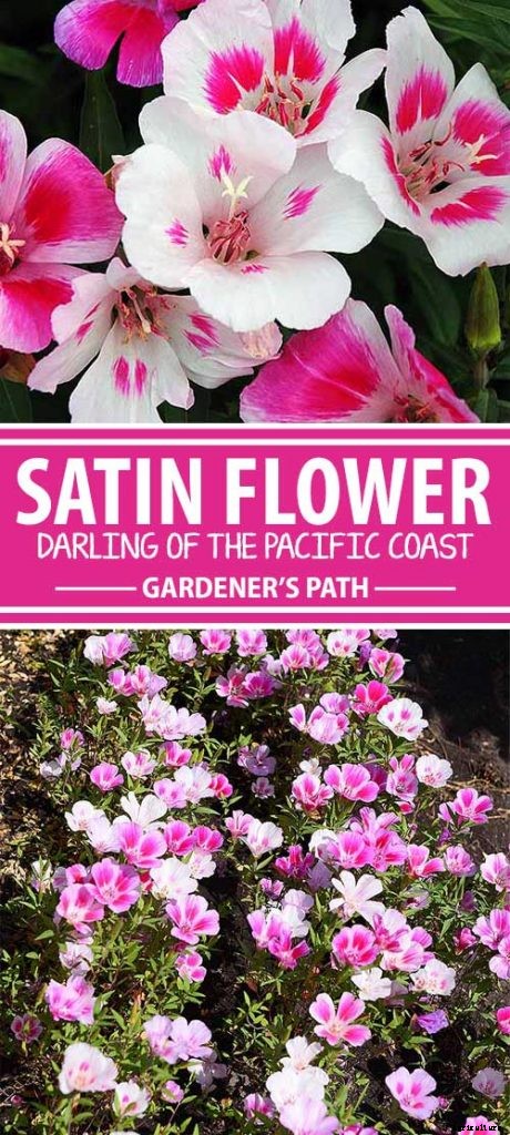 How to Grow Satin Flower: Darling of the Pacific Coast