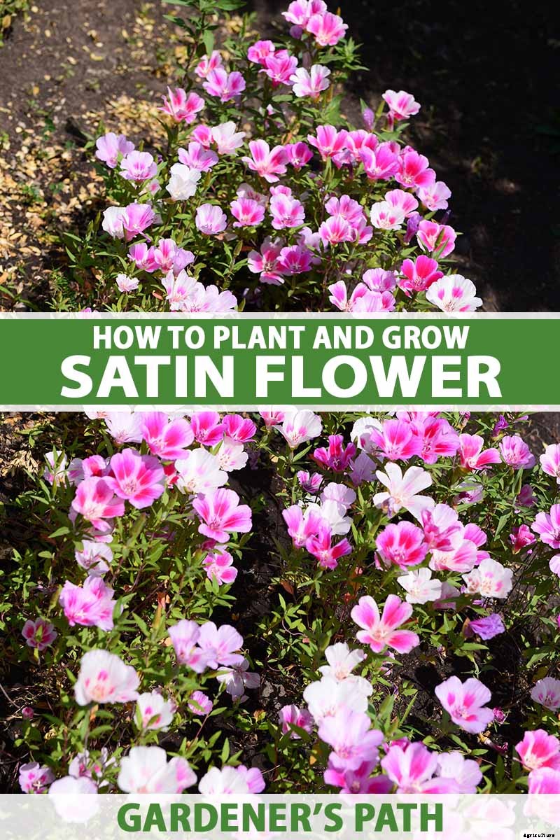 How to Grow Satin Flower: Darling of the Pacific Coast