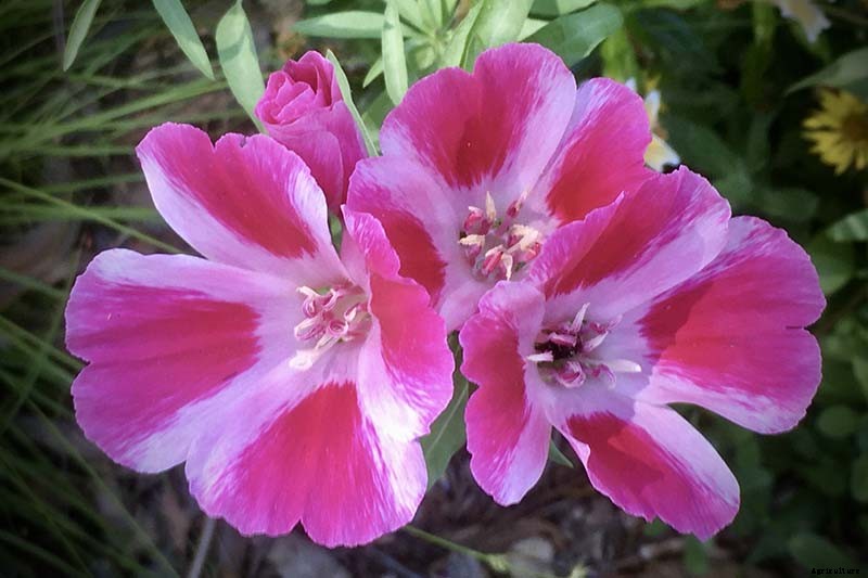 How to Grow Satin Flower: Darling of the Pacific Coast