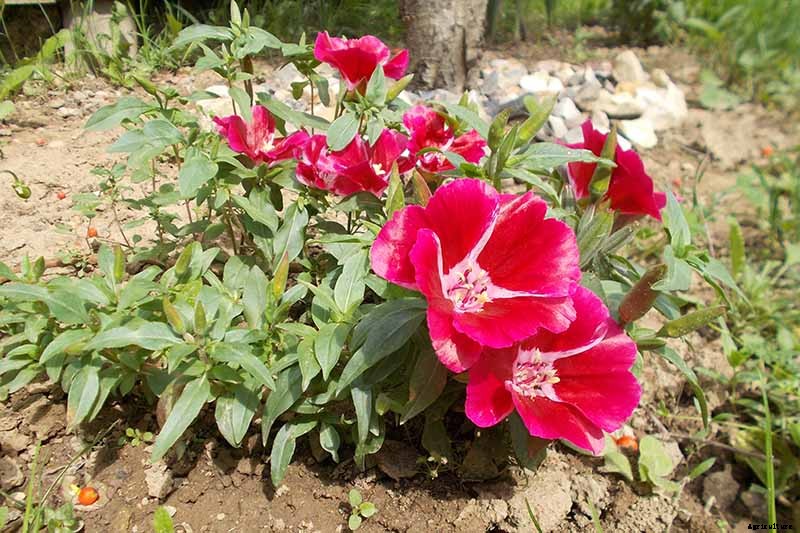 How to Grow Satin Flower: Darling of the Pacific Coast