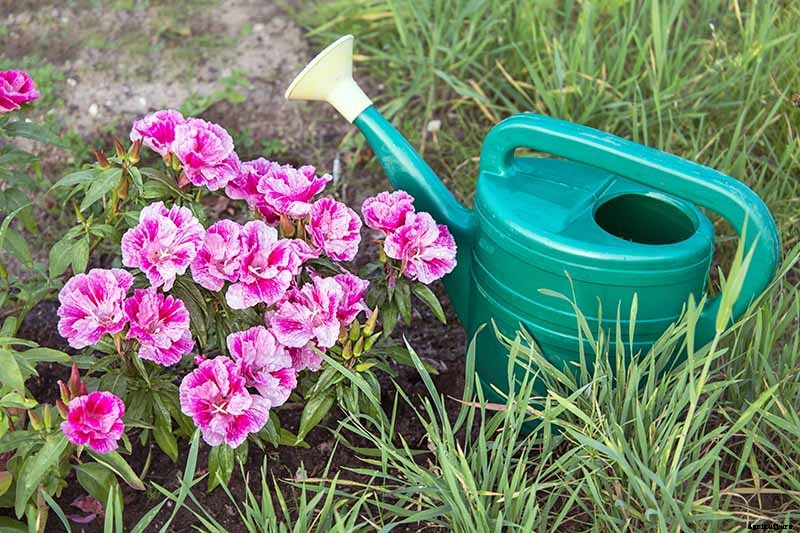 How to Grow Satin Flower: Darling of the Pacific Coast