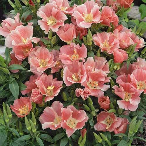 How to Grow Satin Flower: Darling of the Pacific Coast