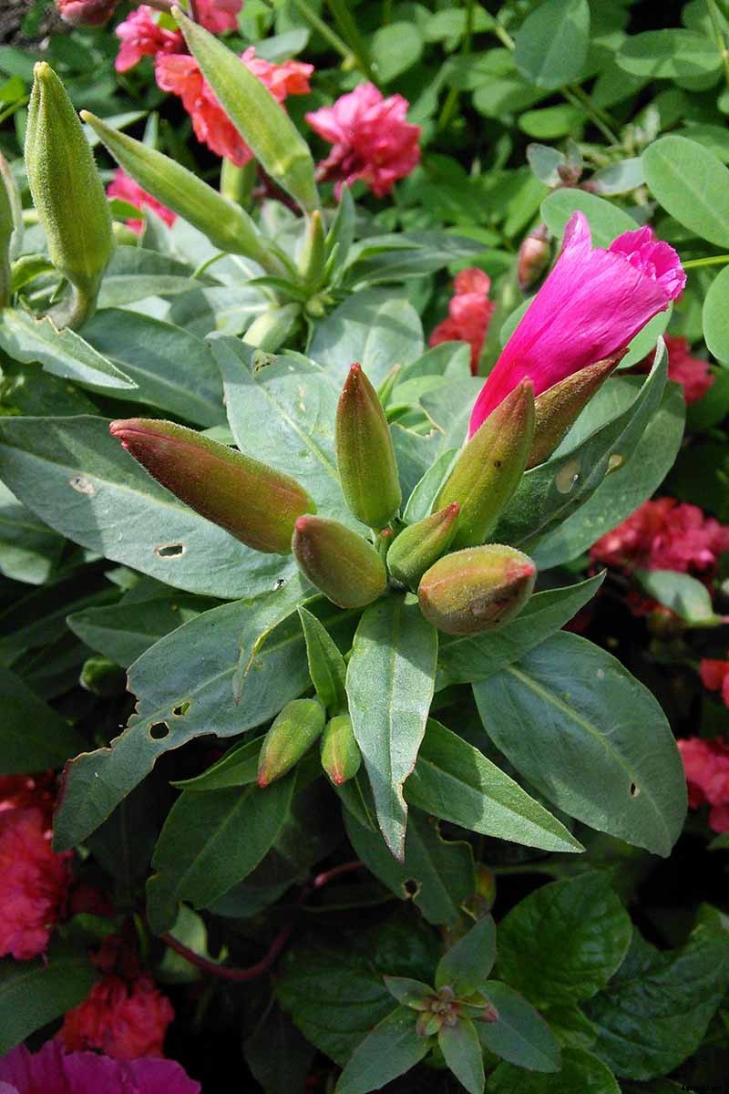 How to Grow Satin Flower: Darling of the Pacific Coast