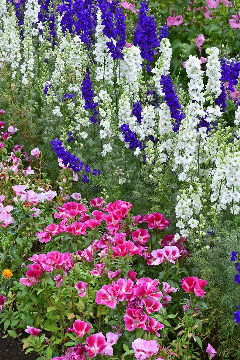 How to Grow Satin Flower: Darling of the Pacific Coast